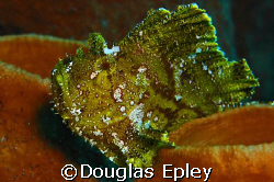 leafy scorpionfish, taken at wakatobi with d70 and 60mm by Douglas Epley 